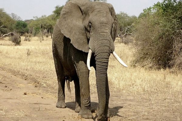 Corridor des Éléphants